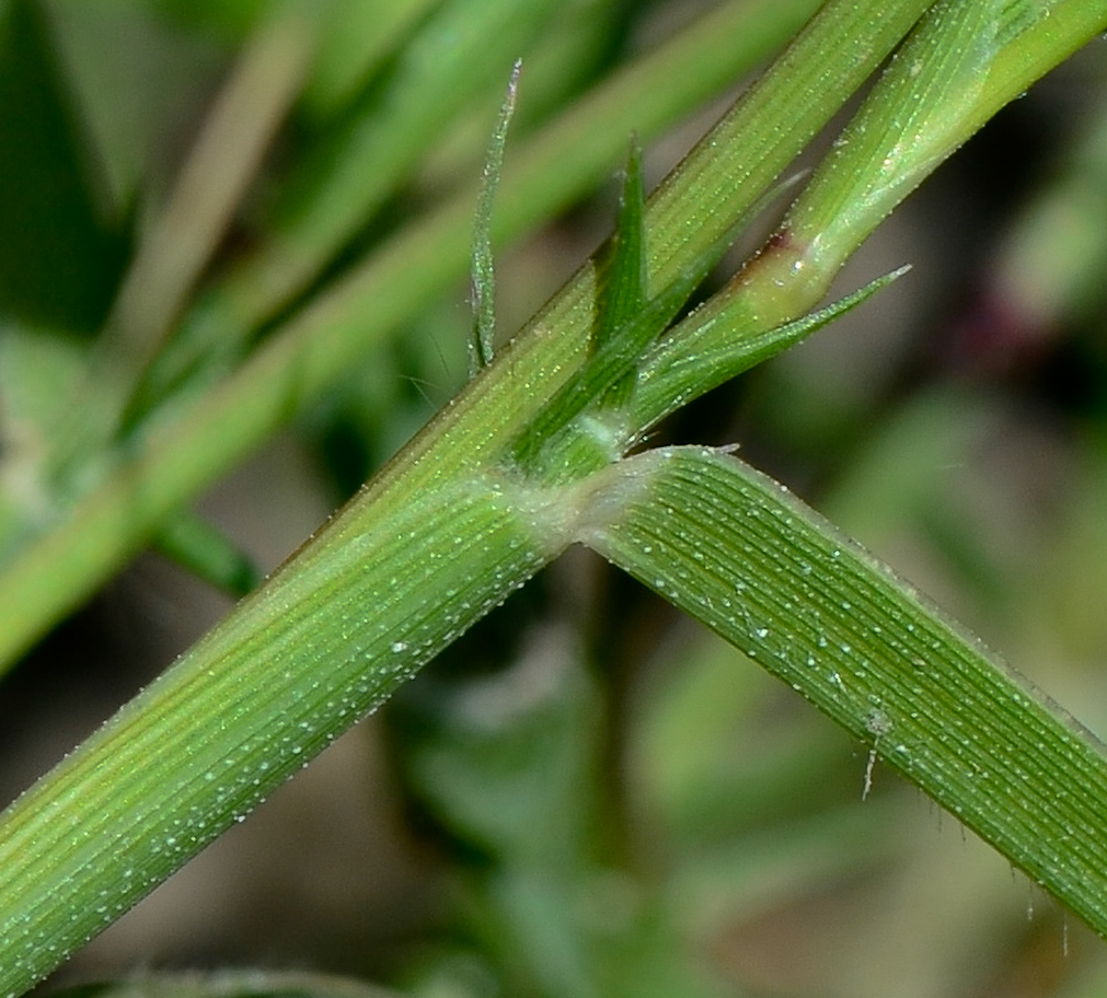 Image of Crypsis faktorovskyi specimen.