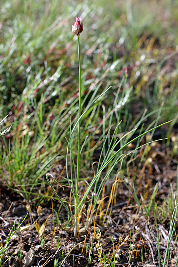 Image of Allium inconspicuum specimen.