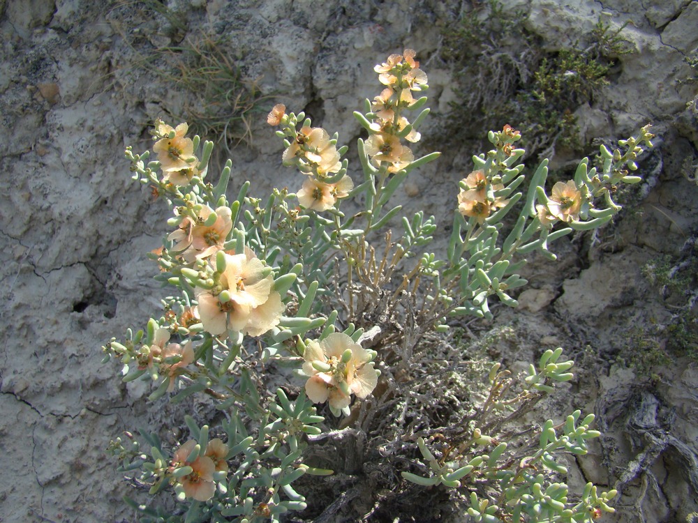 Image of Salsola pachyphylla specimen.