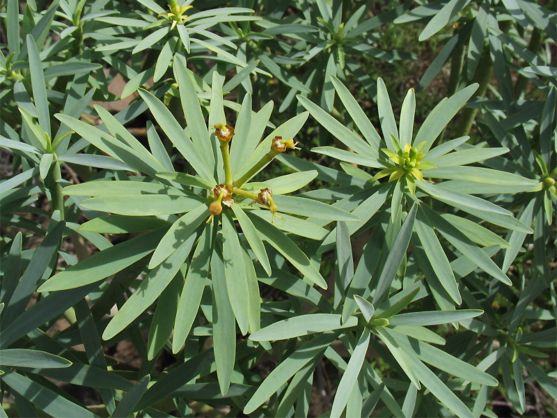 Image of Euphorbia lamarckii specimen.