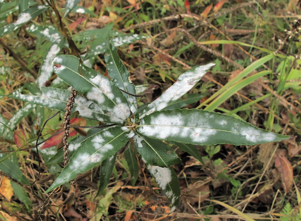 Image of Salix siuzewii specimen.