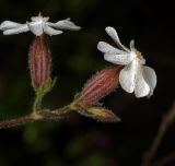 Image of taxon representative. Author is Виталий Гуменюк