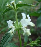 Stachys annua