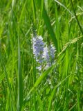 Veronica jacquinii