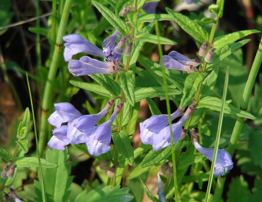 Image of Scutellaria galericulata specimen.