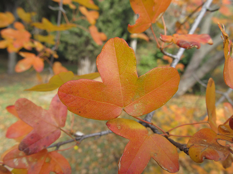 Image of Acer monspessulanum specimen.