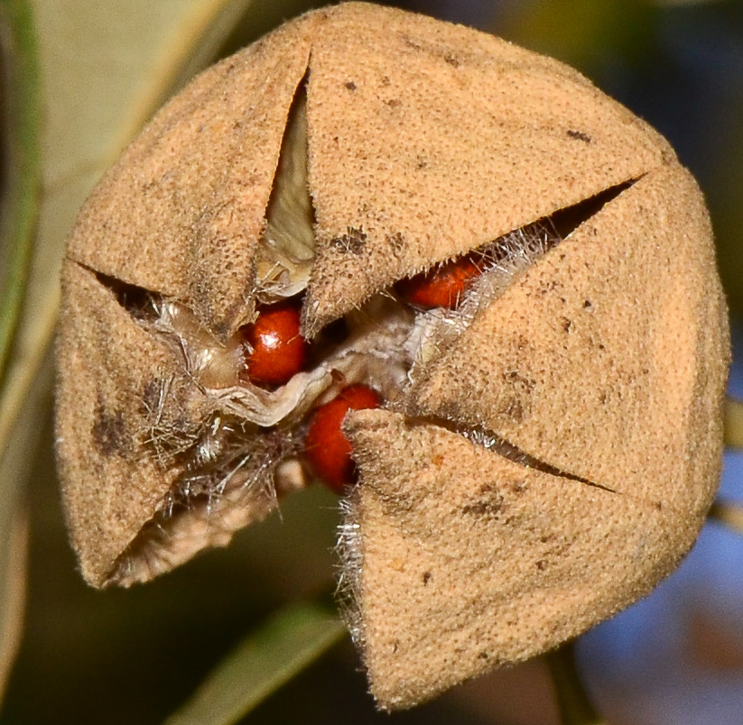 Изображение особи Lagunaria patersonia.