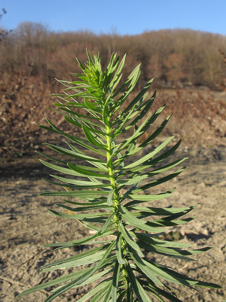 Изображение особи Linaria ruthenica.