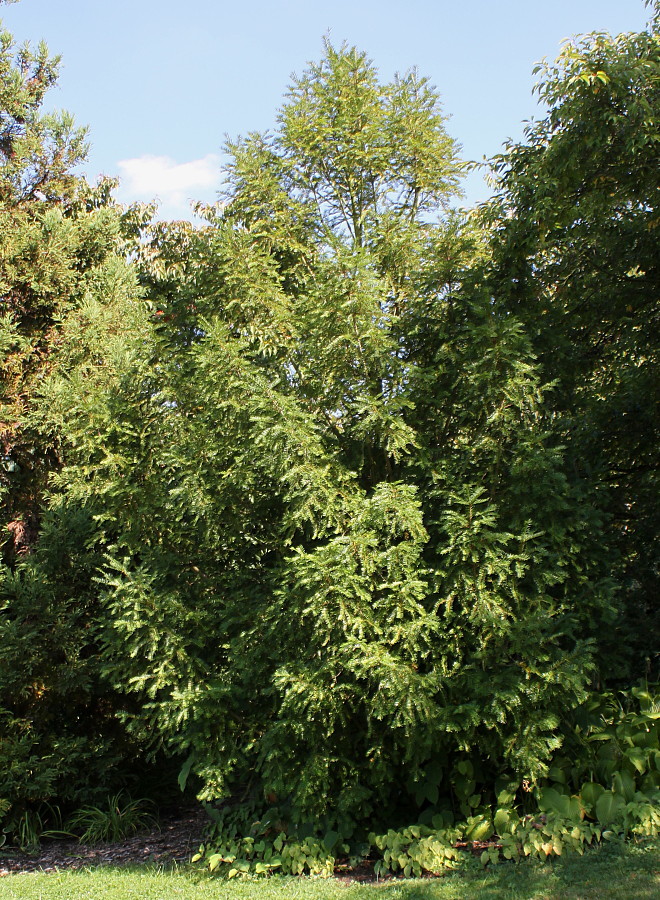 Изображение особи Torreya nucifera.