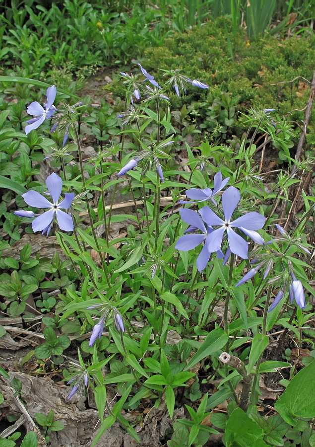 Image of Phlox divaricata specimen.