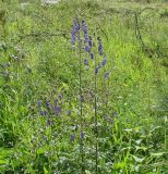 Aconitum baicalense. Цветущие растения на лугу. Иркутская обл., низовье Иркута, левый берег. 02.08.2009.