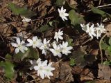 Hepatica nobilis