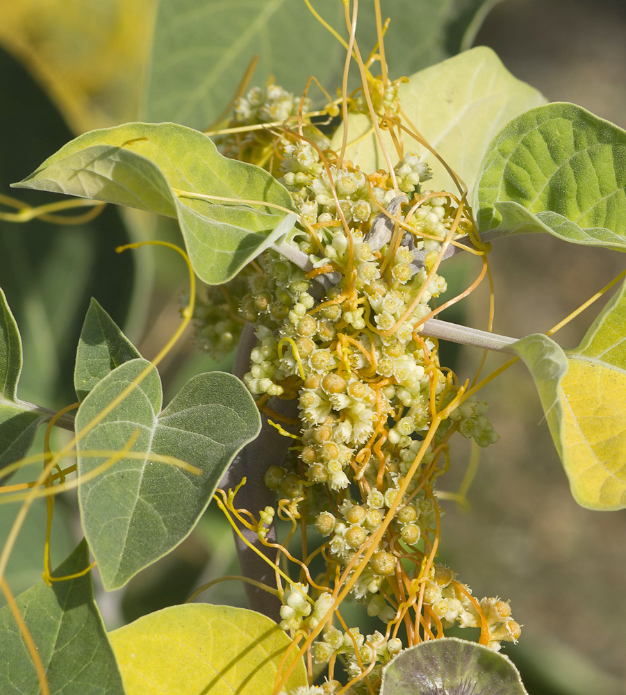 Image of Cuscuta cesatiana specimen.