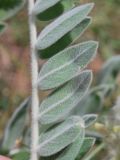 Astragalus eximius