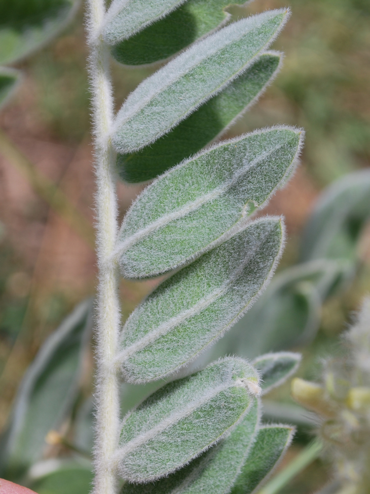 Изображение особи Astragalus eximius.