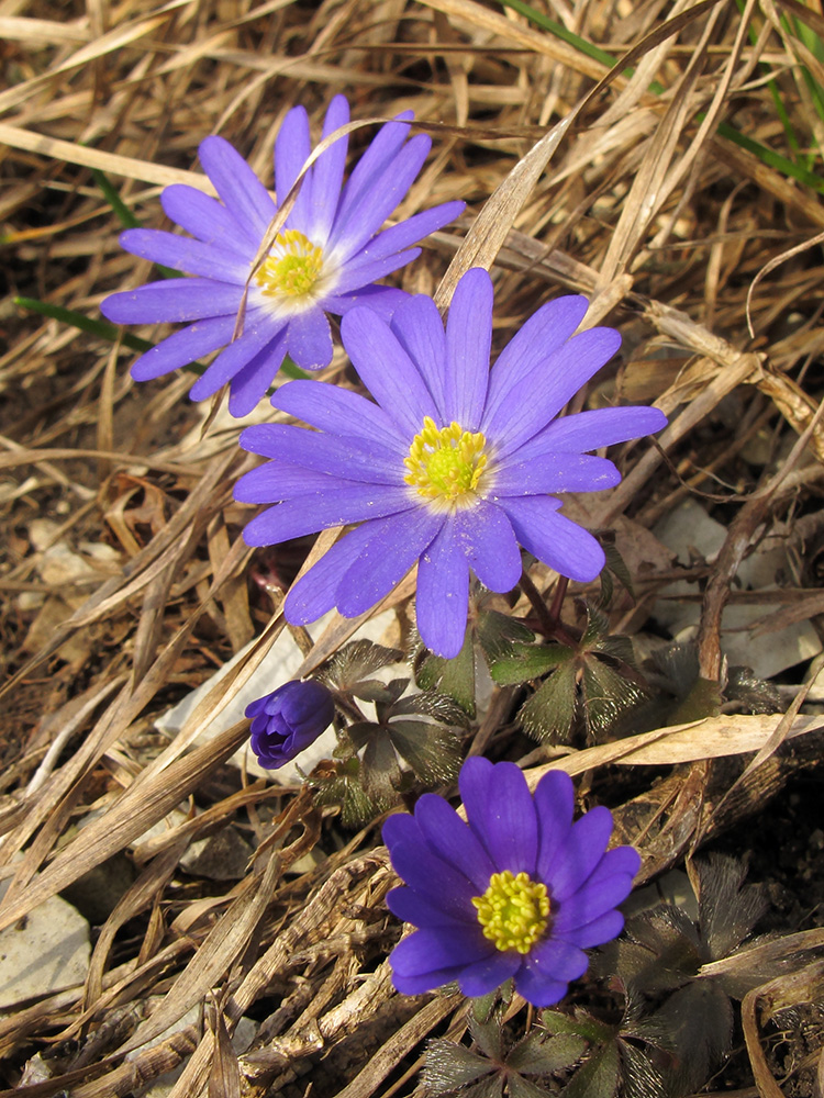 Изображение особи Anemone banketovii.