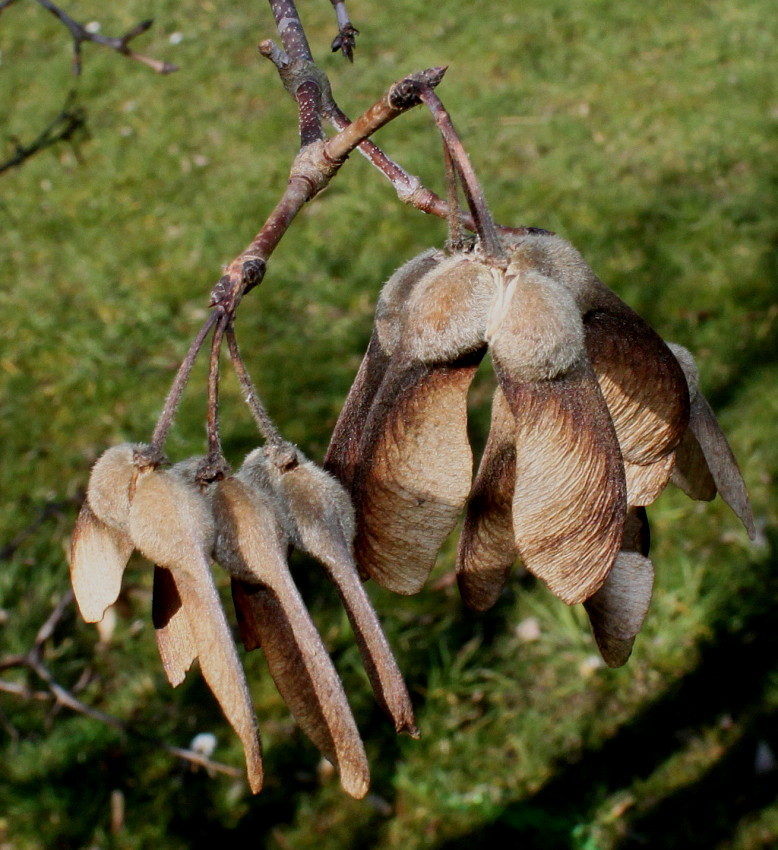 Image of Acer griseum specimen.