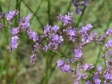 Limonium gmelinii