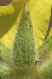 Potentilla astracanica