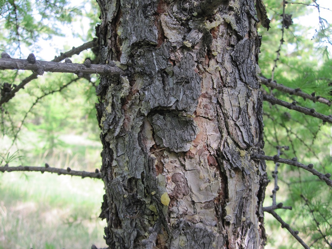 Изображение особи Larix sibirica.