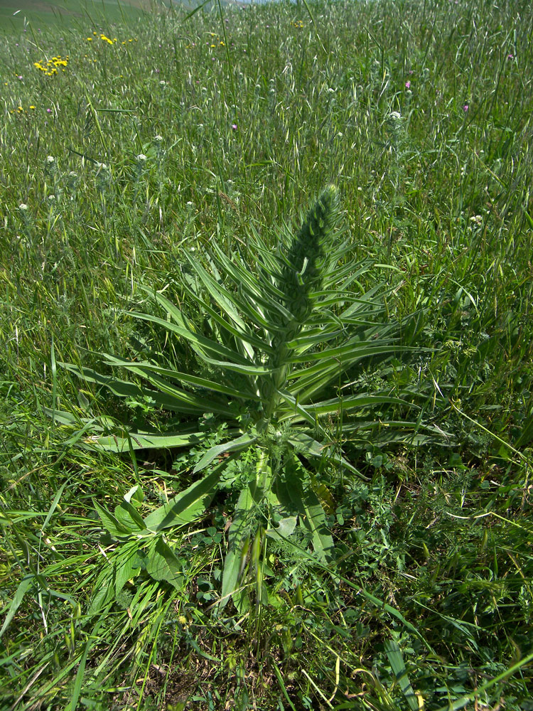 Изображение особи Echium biebersteinii.