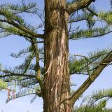 Taxodium distichum. Средняя часть ствола и основания скелетных ветвей молодого растения. Германия, г. Дюссельдорф, Ботанический сад университета. 04.05.2014.