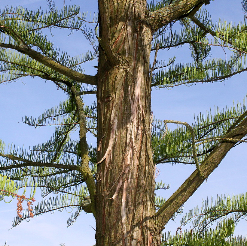 Изображение особи Taxodium distichum.