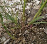 Dianthus cruentus