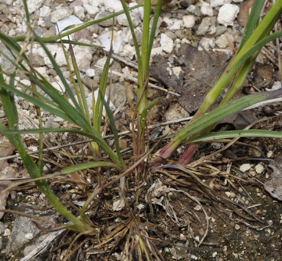Изображение особи Dianthus cruentus.