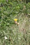 Centaurea orientalis