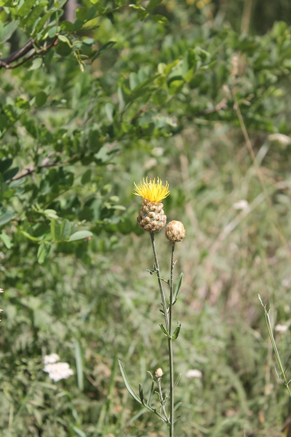 Image of Centaurea orientalis specimen.