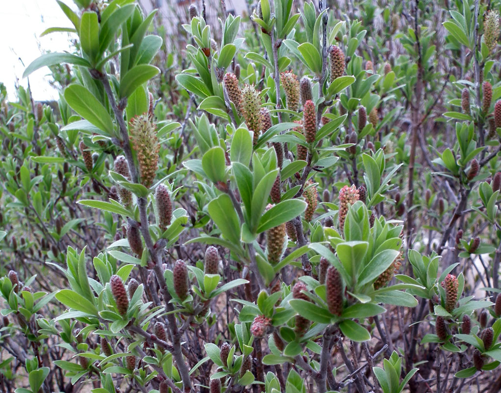 Изображение особи Salix glauca.