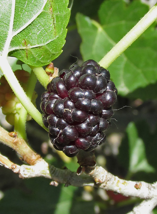 Image of Morus alba specimen.