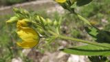 Lysimachia verticillaris. Верхушка побега с соцветием. Краснодарский край, Крымский р-н, окр. ст. Неберджаевская, р. Богого, галечный берег. 14.06.2014.