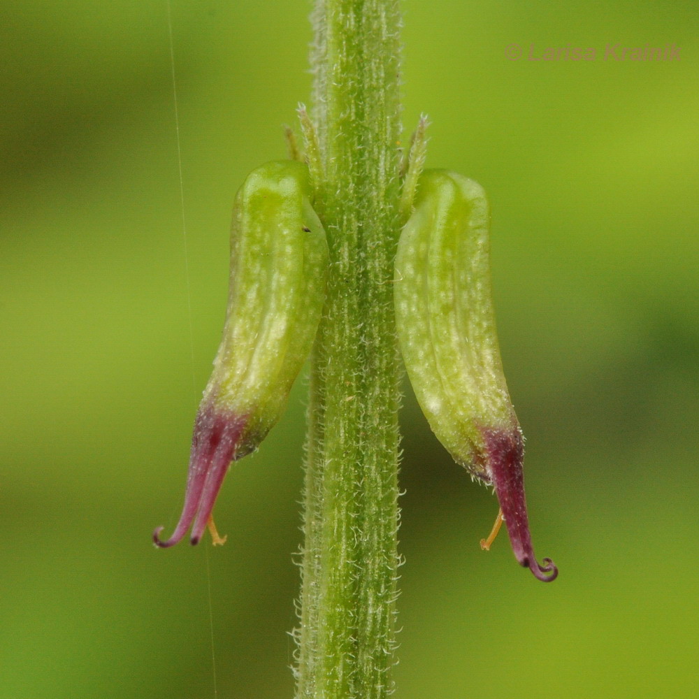 Image of Phryma asiatica specimen.