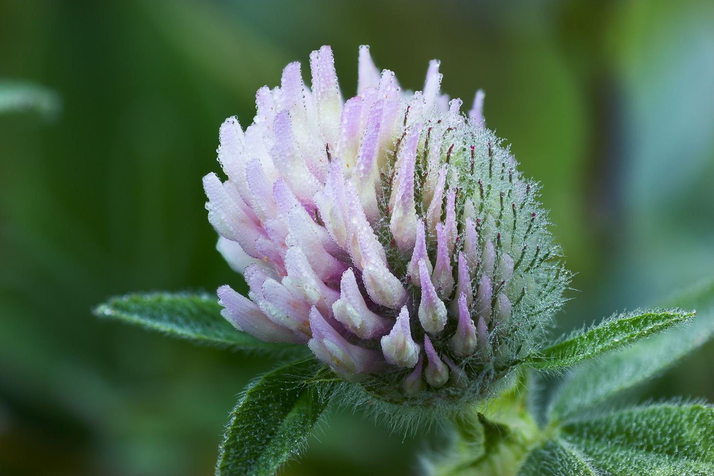 Изображение особи Trifolium pratense.