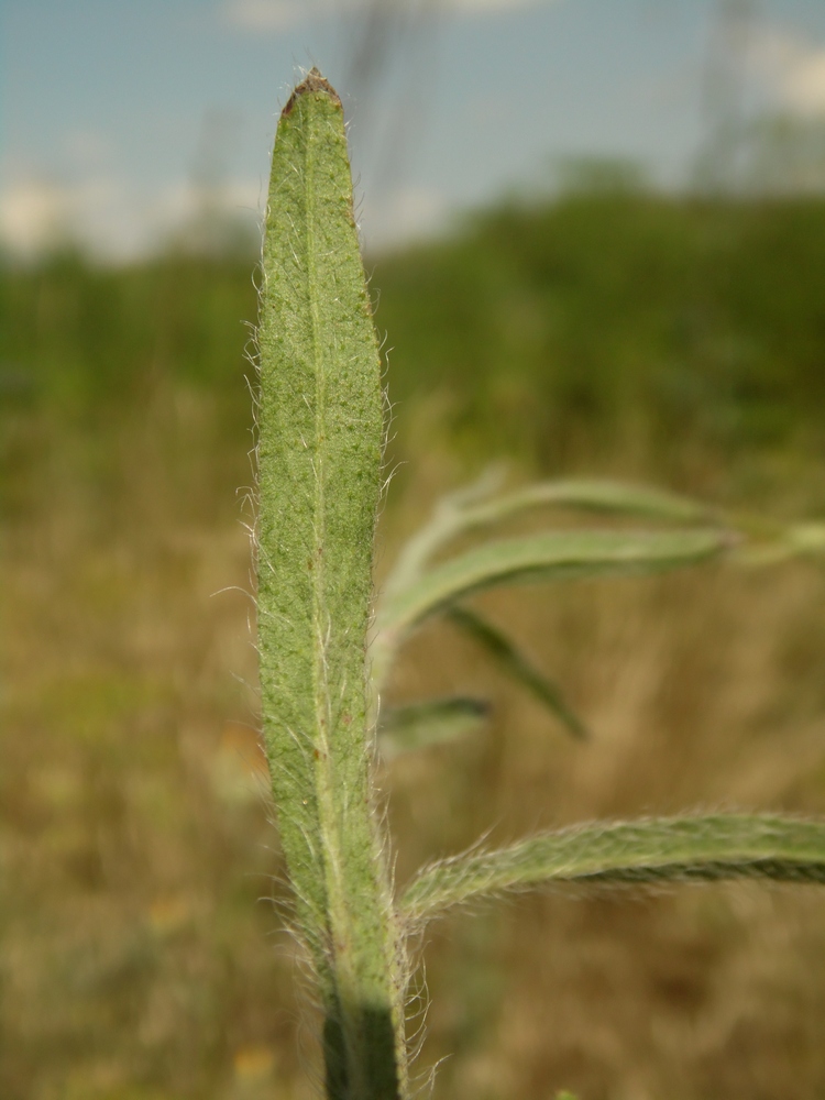 Image of Pilosella echioides specimen.