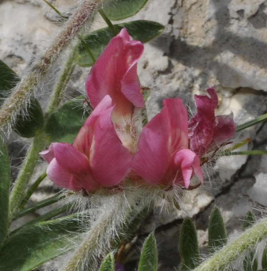 Image of Oxytropis purpurea specimen.