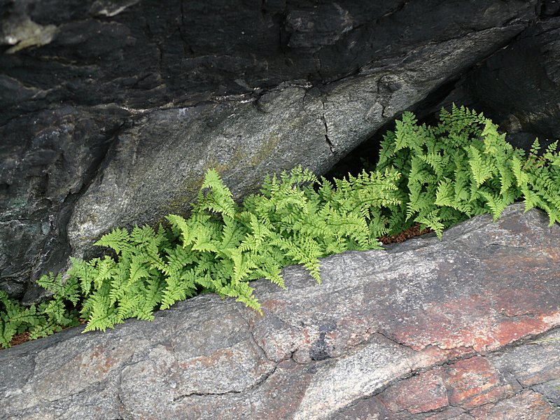 Изображение особи Cystopteris fragilis.