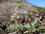 Corydalis ruksansii. Цветущее растение в сообществе с Corydalis ledebouriana (справа). Южный Казахстан, Таласский Алатау, запов. Аксу-Жабаглы, ущ. Талдыбулак, 1300 м н.у.м. 16 апреля 2012 г.