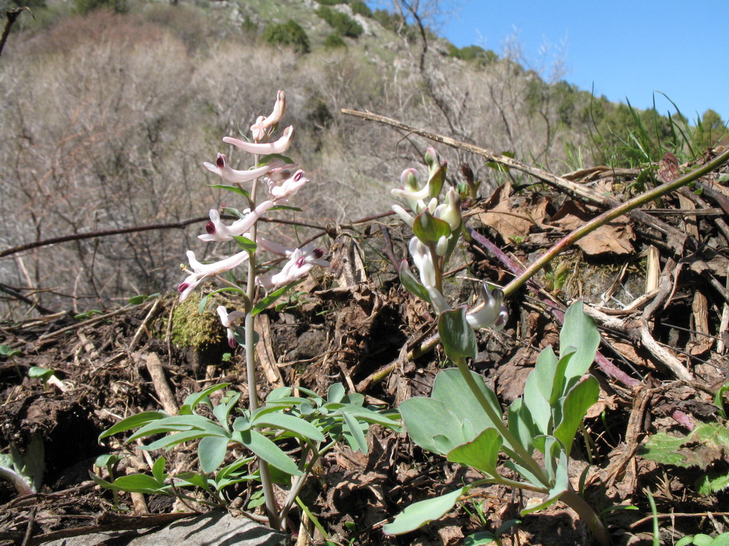 Изображение особи Corydalis ruksansii.