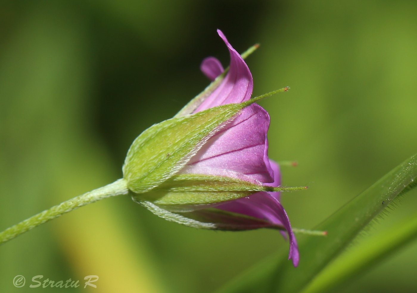 Изображение особи Geranium columbinum.