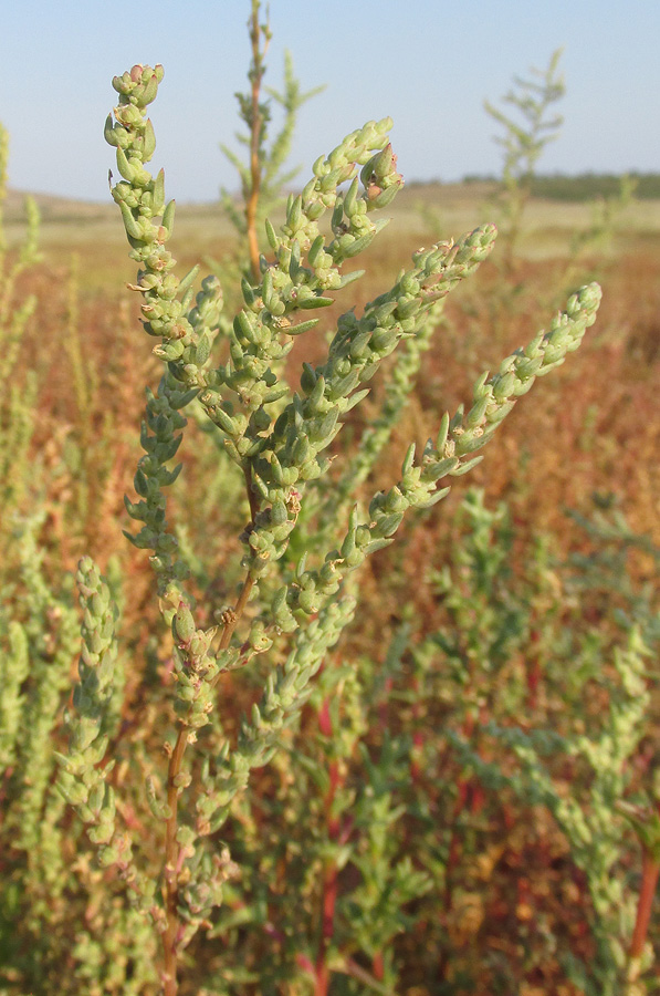 Image of Suaeda acuminata specimen.