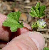 Malva pusilla. Цветок и листья. Германия, г. Дюссельдорф, Ботанический сад университета. 03.07.2014.