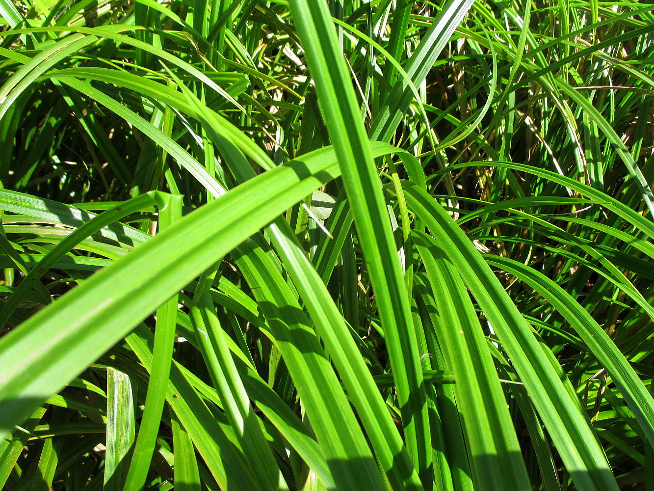 Image of Scirpus sylvaticus specimen.