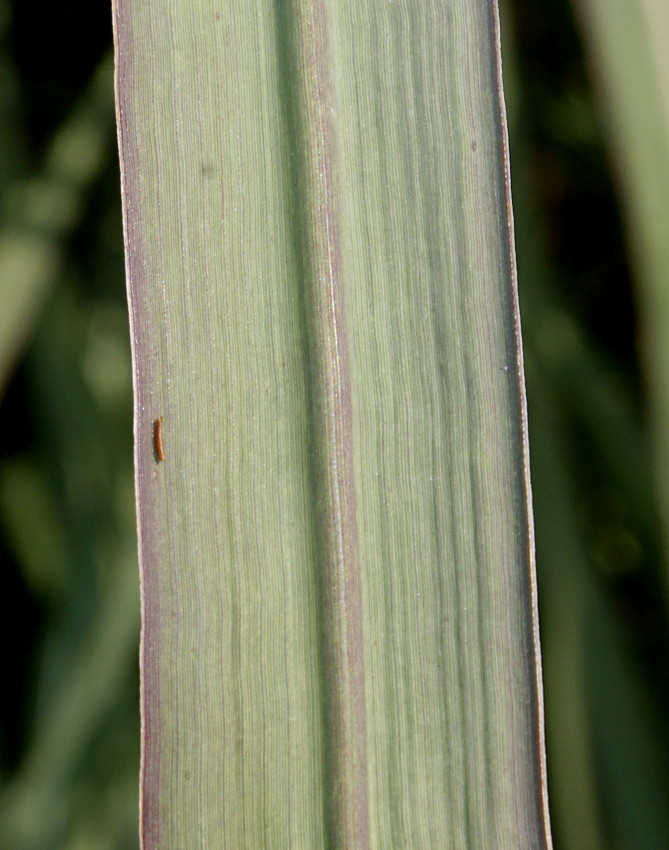 Image of Erianthus ravennae specimen.
