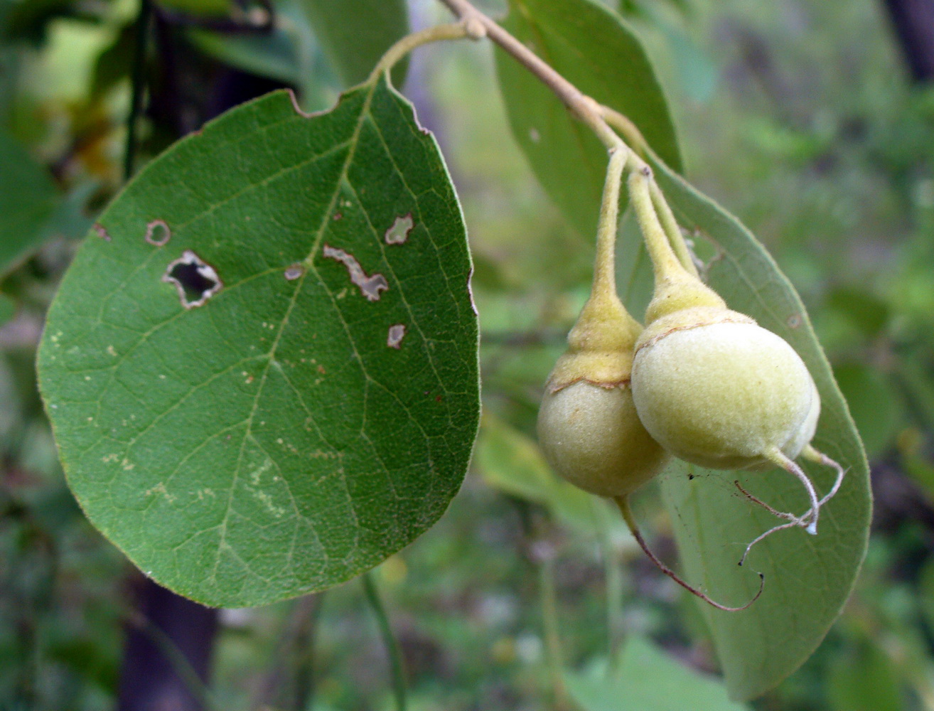 Image of Styrax officinalis specimen.