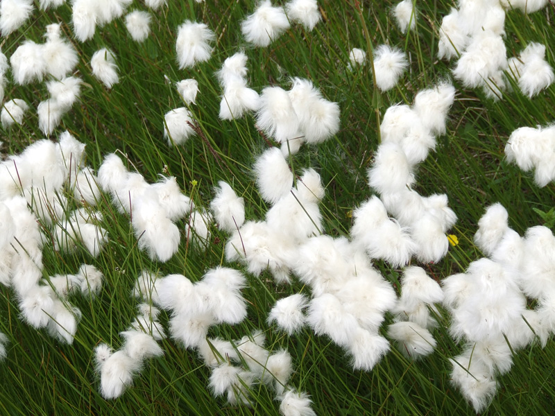 Изображение особи Eriophorum scheuchzeri.