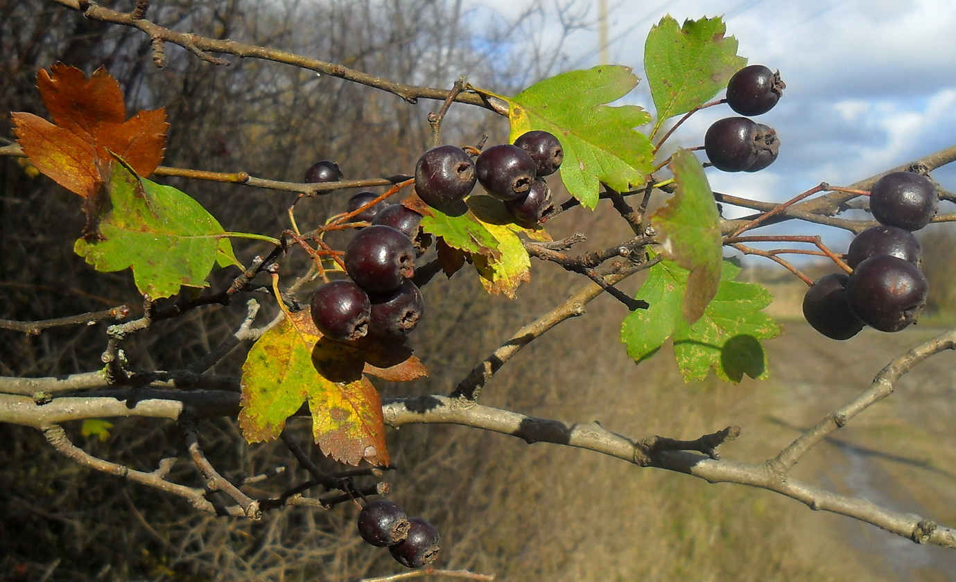 Image of Crataegus nigra specimen.