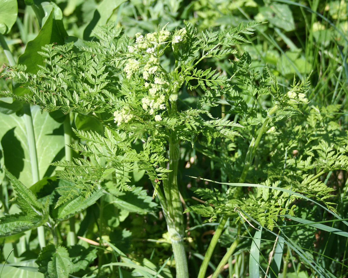 Изображение особи Anthriscus sylvestris var. nemorosa.